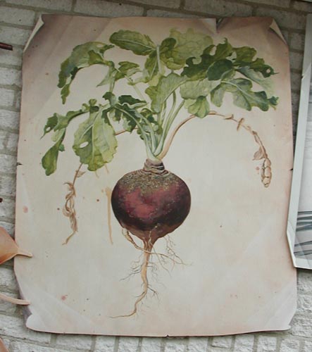 [antique botanical painting]