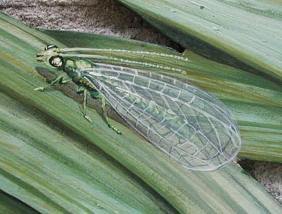 [lacewing on carrot]