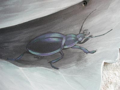 [violet ground beetle on cabbage]