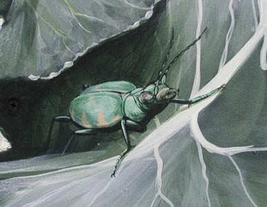 [green tiger beetle]